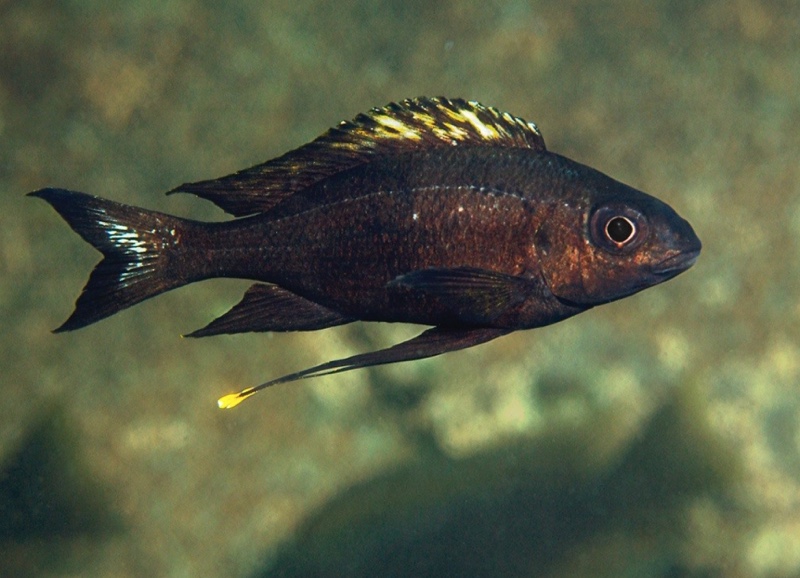 Ophthalmotilapia boops 'Msamba'